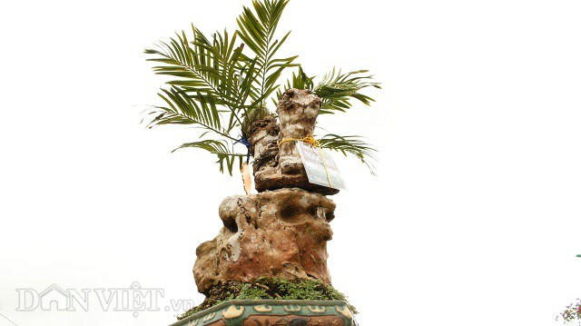 Cụ thiên tuế hơn 500 tuổi, có nụ hơn 1 năm vẫn chưa chịu nở hoa Cụ thiên tuế hơn 500 tuổi, có nụ hơn 1 năm vẫn chưa chịu nở hoa